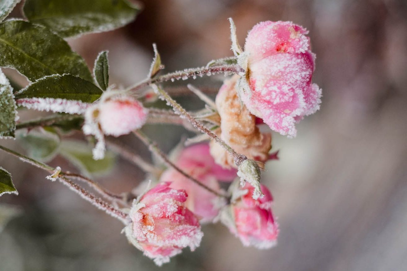Rose, gefroren, Winter, Blume